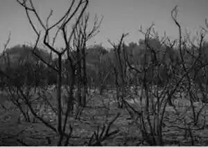 Alberi spettrali.png
