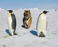 invasione straniera foto