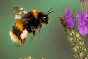 comedonchisciotte org informazione alternativa comedonchisciotte org informazione alternativa bombo bombus terrestris 750x430