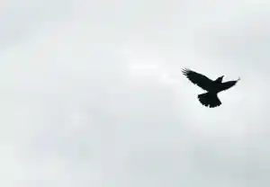 978880627061HIG.jpeg