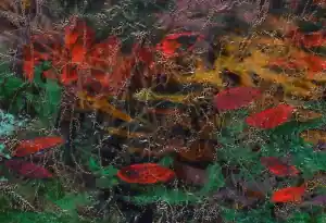 77100 1500x680 1.jpg