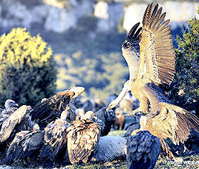 swd vulture 04