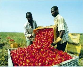 immigrati lavoro