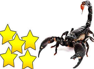 cinquestellefiduciapd