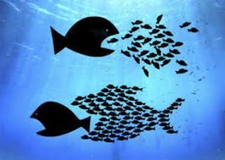 pesci piccoli pesce grande