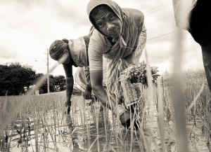 agricoltura india