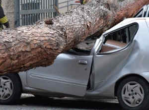 albero cade macchina roma