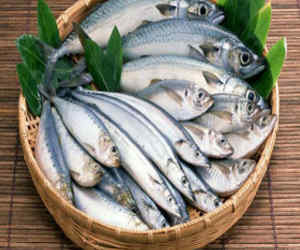 sardine fish 500x500